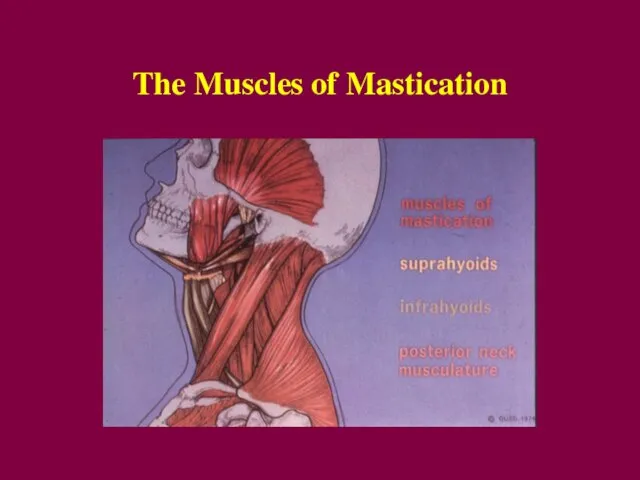 The Muscles of Mastication