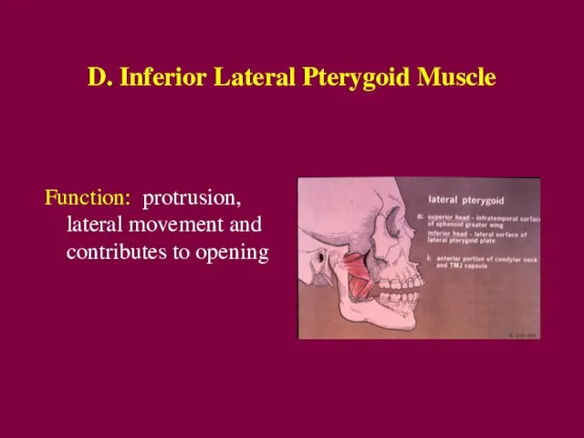 D. Inferior Lateral Pterygoid Muscle Function: protrusion, lateral movement and contributes to opening