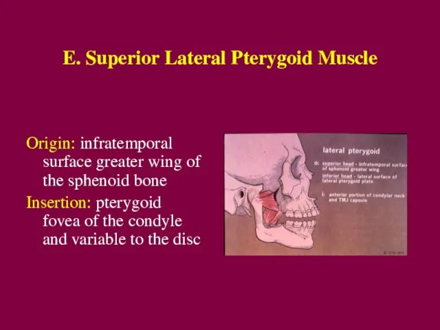 E. Superior Lateral Pterygoid Muscle Origin: infratemporal surface greater wing of the