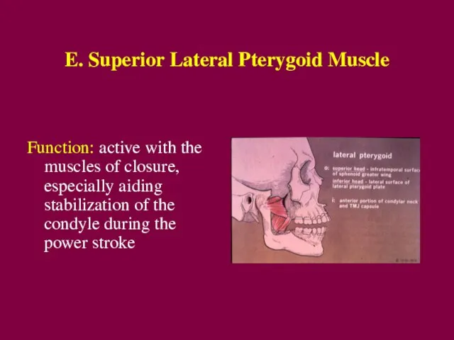 E. Superior Lateral Pterygoid Muscle Function: active with the muscles of closure,