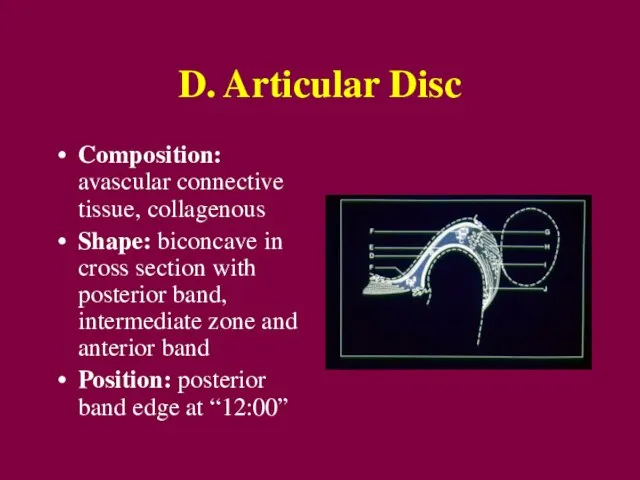 D. Articular Disc Composition: avascular connective tissue, collagenous Shape: biconcave in cross