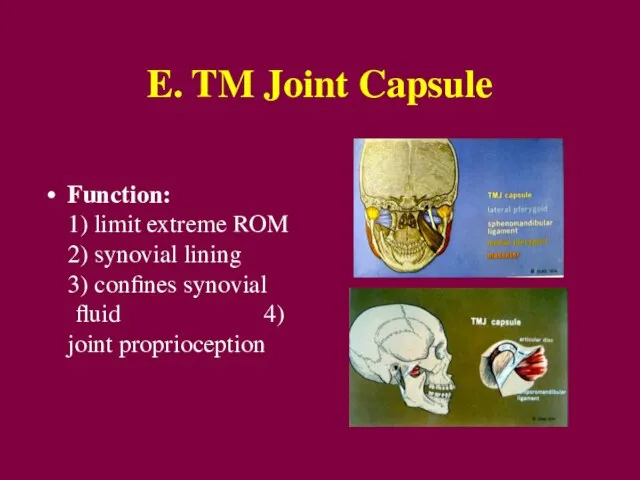 E. TM Joint Capsule Function: 1) limit extreme ROM 2) synovial lining