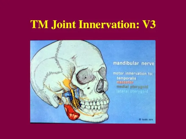 TM Joint Innervation: V3