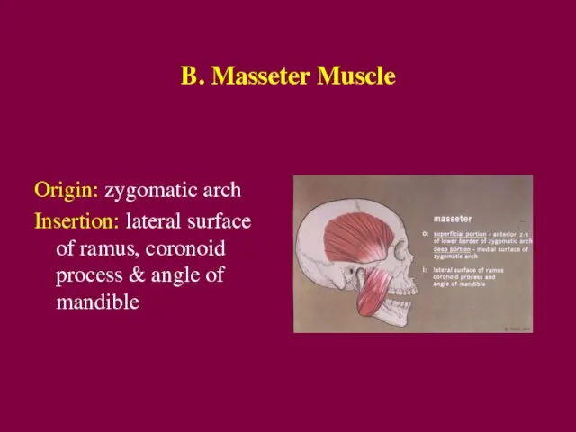 B. Masseter Muscle Origin: zygomatic arch Insertion: lateral surface of ramus, coronoid