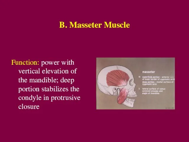 B. Masseter Muscle Function: power with vertical elevation of the mandible; deep