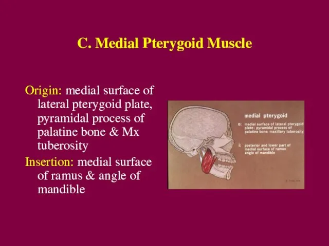 C. Medial Pterygoid Muscle Origin: medial surface of lateral pterygoid plate, pyramidal