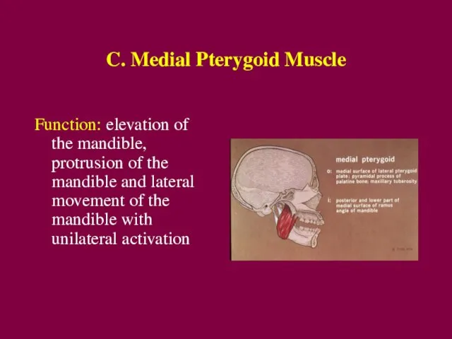 C. Medial Pterygoid Muscle Function: elevation of the mandible, protrusion of the