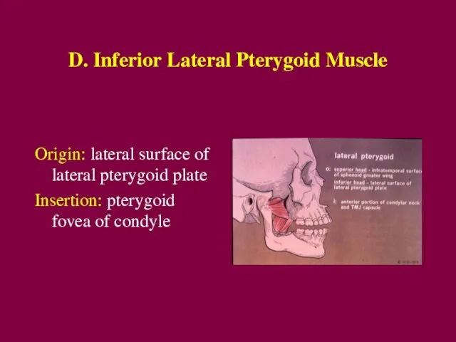 D. Inferior Lateral Pterygoid Muscle Origin: lateral surface of lateral pterygoid plate