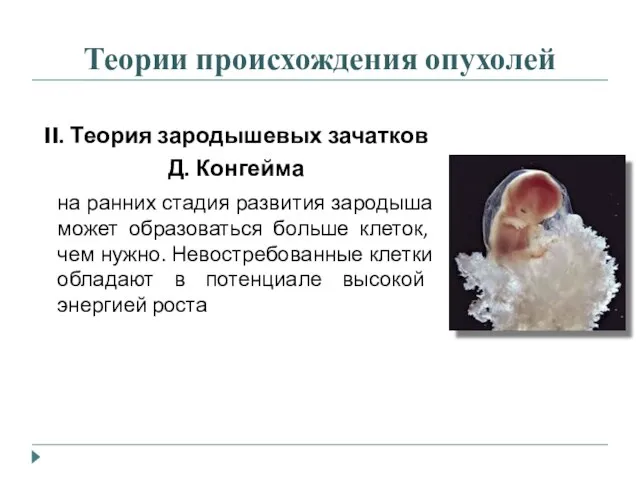 Теории происхождения опухолей II. Теория зародышевых зачатков Д. Конгейма на ранних стадия