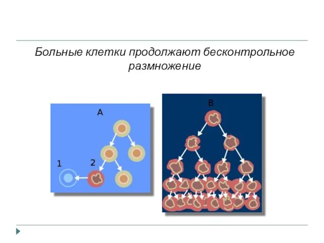 Больные клетки продолжают бесконтрольное размножение