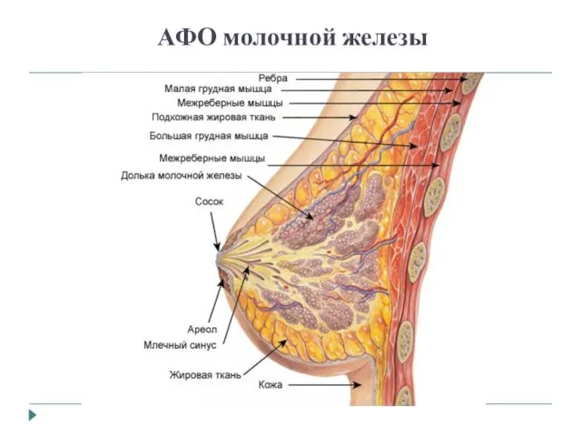 АФО молочной железы