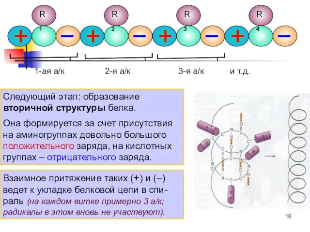 Следующий этап: образование вторичной структуры белка. Она формируется за счет присутствия на