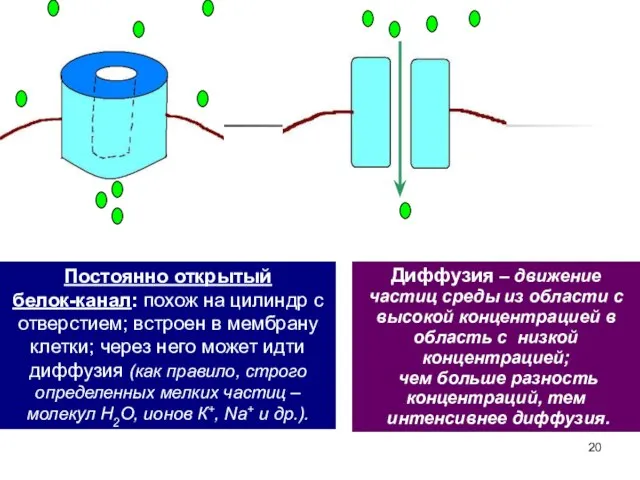 3 Постоянно открытый белок-канал: похож на цилиндр с отверстием; встроен в мембрану