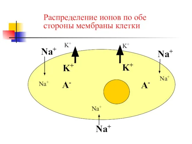 Распределение ионов по обе стороны мембраны клетки Na+ Na+ Na+ K+ K+