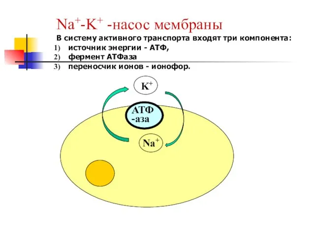 Na+-K+ -насос мембраны В систему активного транспорта входят три компонента: источник энергии
