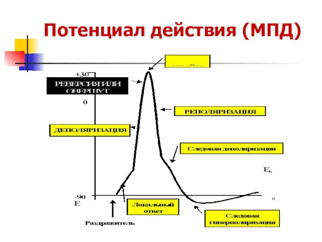 Потенциал действия (МПД)