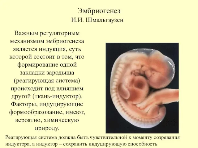 Эмбриогенез Важным регуляторным механизмом эмбриогенеза является индукция, суть которой состоит в том,