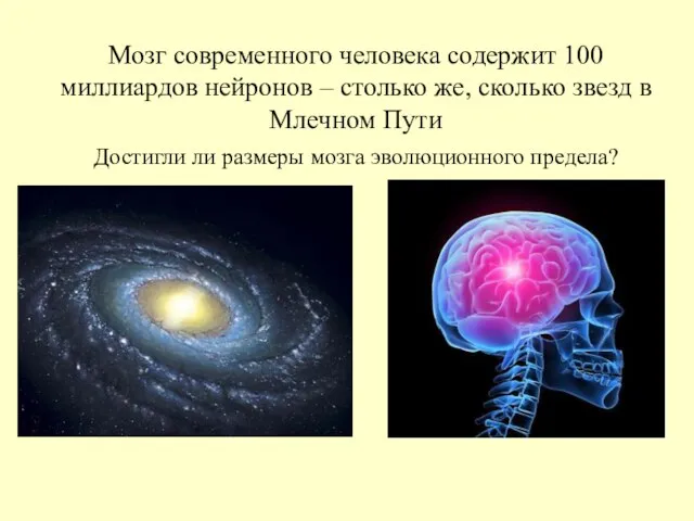 Мозг современного человека содержит 100 миллиардов нейронов – столько же, сколько звезд