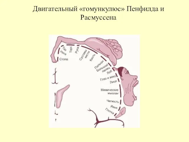 Двигательный «гомункулюс» Пенфилда и Расмуссена