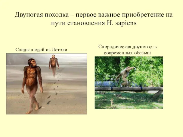 Двуногая походка – первое важное приобретение на пути становления H. sapiens Спорадическая