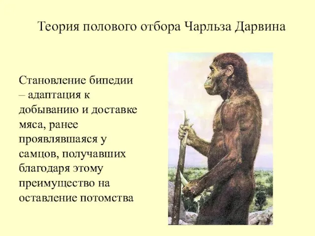 Теория полового отбора Чарльза Дарвина Становление бипедии – адаптация к добыванию и