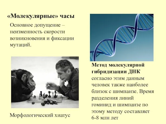 Основное допущение – неизменность скорости возникновения и фиксации мутаций. «Молекулярные» часы Метод