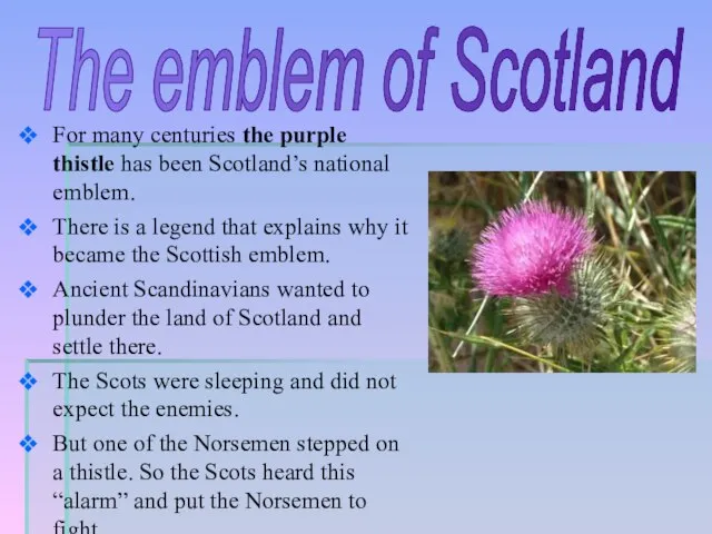For many centuries the purple thistle has been Scotland’s national emblem. There