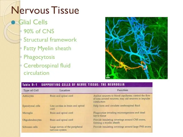 Nervous Tissue Glial Cells 90% of CNS Structural framework Fatty Myelin sheath Phagocytosis Cerebrospinal fluid circulation