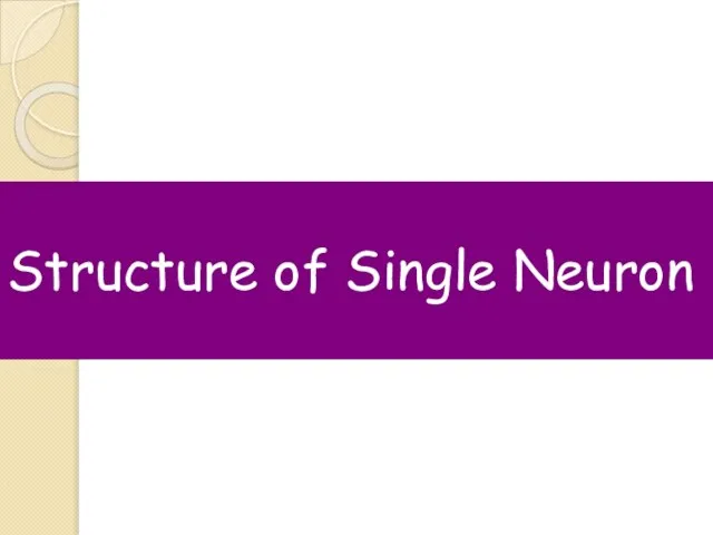 Structure of Single Neuron