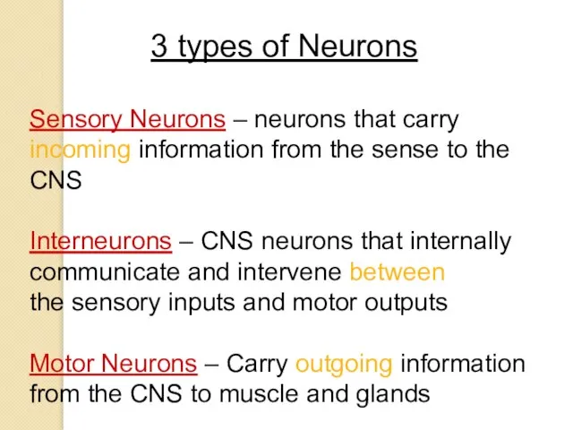 3 types of Neurons Sensory Neurons – neurons that carry incoming information