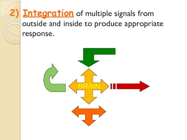 2) Integration of multiple signals from outside and inside to produce appropriate response. BRAIN