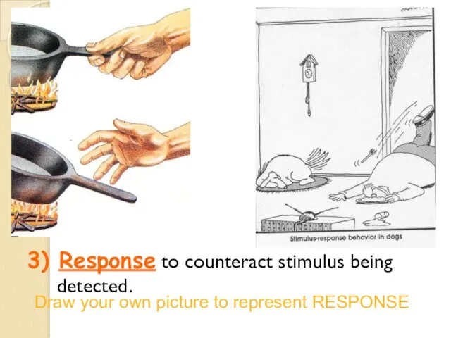 3) Response to counteract stimulus being detected. Draw your own picture to represent RESPONSE