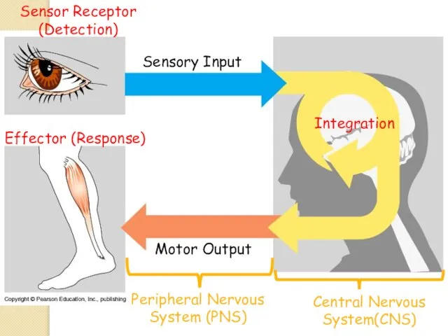 Sensor Receptor (Detection) Sensory Input Integration Effector (Response) Motor Output