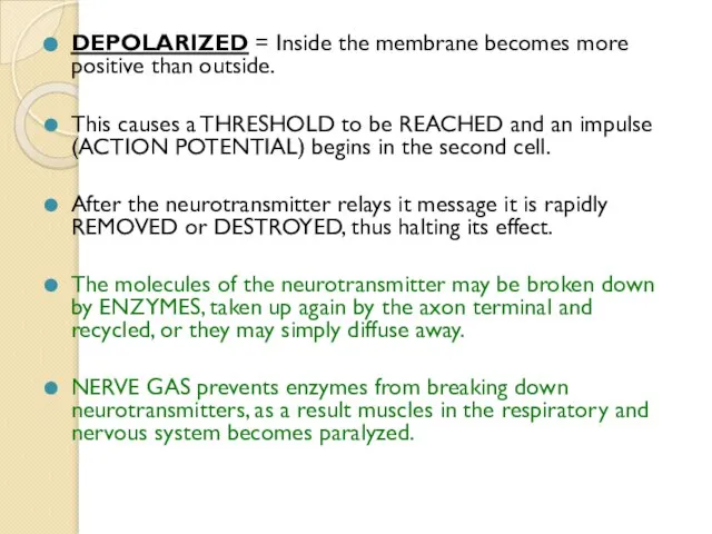 DEPOLARIZED = Inside the membrane becomes more positive than outside. This causes