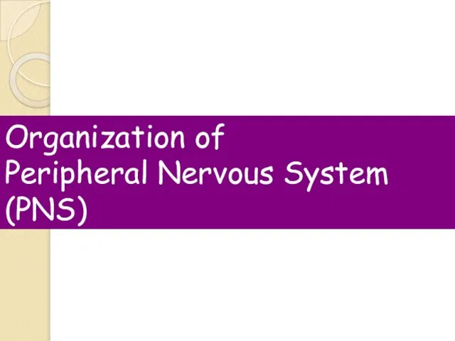 Organization of Peripheral Nervous System (PNS)