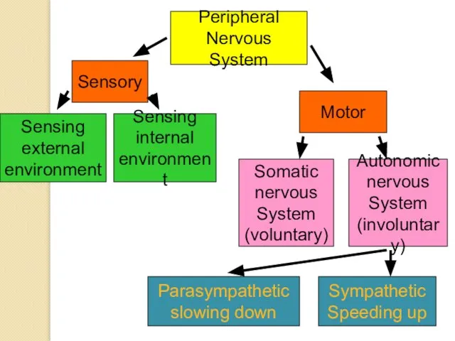 Sensing external environment Peripheral Nervous System Sensory Sensing internal environment Motor Autonomic