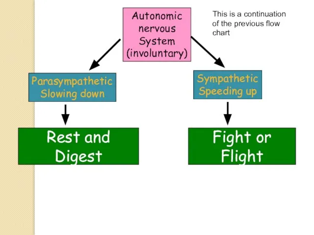 Autonomic nervous System (involuntary) Parasympathetic Slowing down Sympathetic Speeding up Fight or