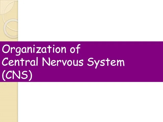 Organization of Central Nervous System (CNS)