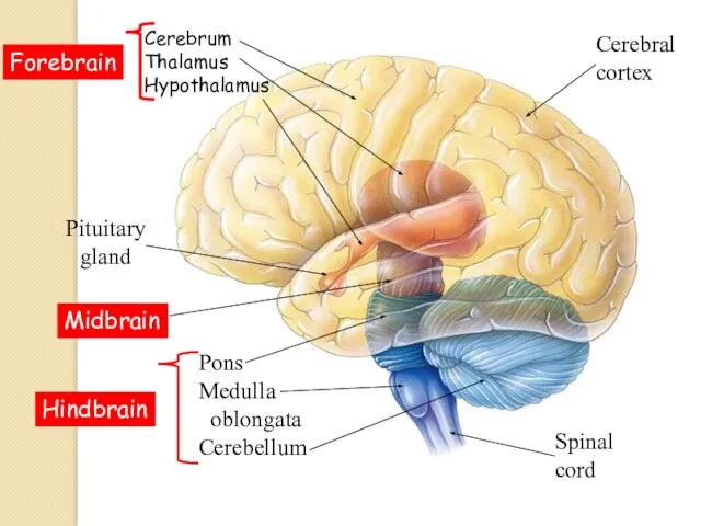 Forebrain Hindbrain