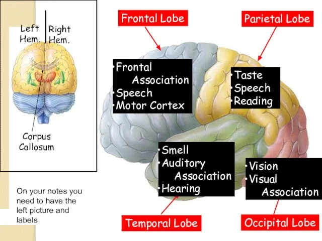 Left Hem. Right Hem. Frontal Association Speech Motor Cortex Taste Speech Reading