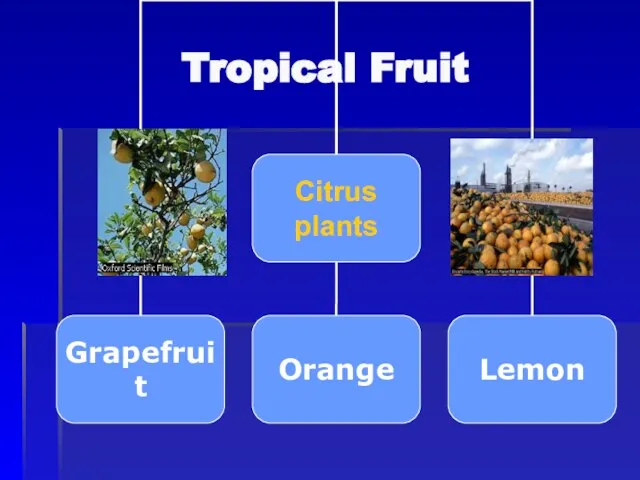 Tropical Fruit