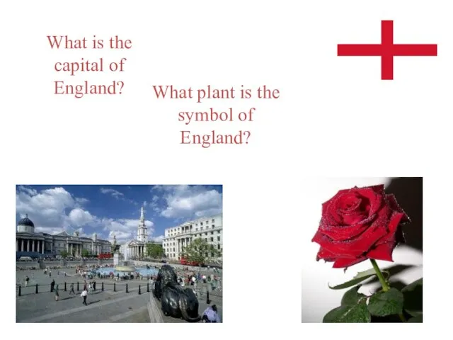 What is the capital of England? What plant is the symbol of England?