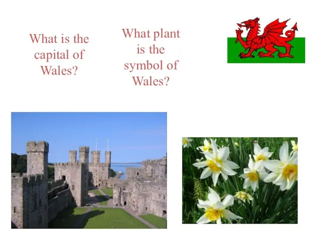 What is the capital of Wales? What plant is the symbol of Wales?