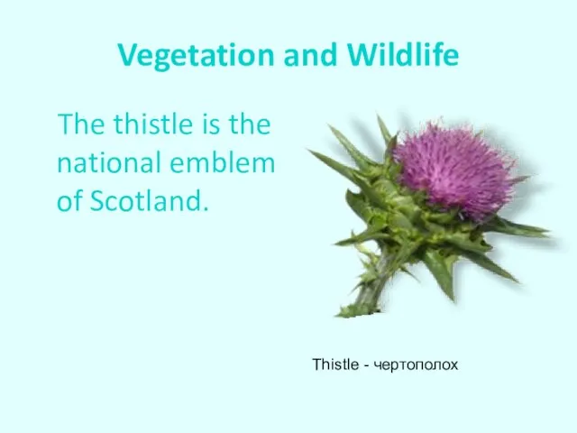 Vegetation and Wildlife The thistle is the national emblem of Scotland. Thistle - чертополох