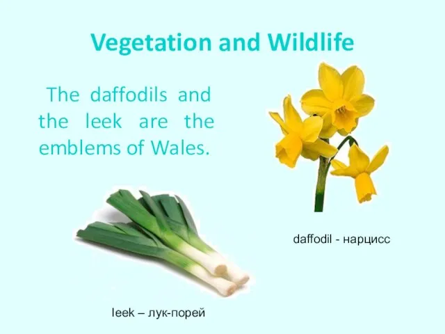 Vegetation and Wildlife The daffodils and the leek are the emblems of