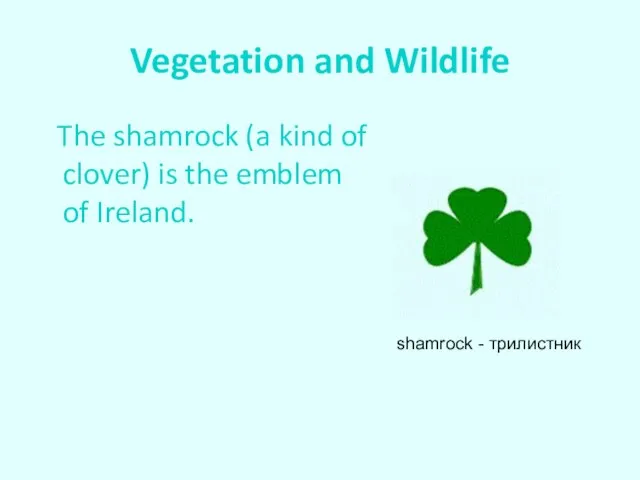 Vegetation and Wildlife The shamrock (a kind of clover) is the emblem