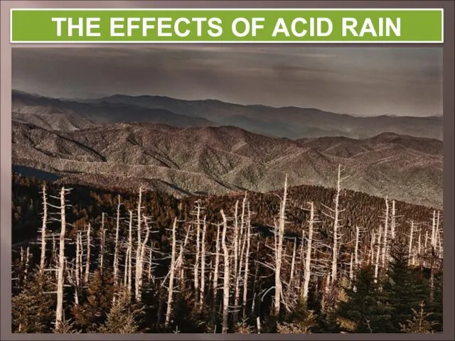 THE EFFECTS OF ACID RAIN