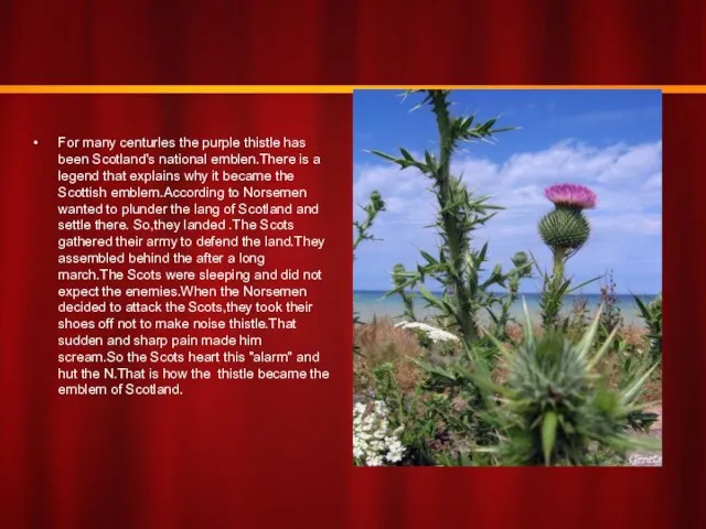 For many centurles the purple thistle has been Scotland's national emblen.There is