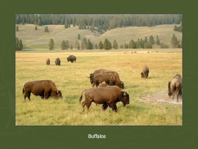 Buffalos