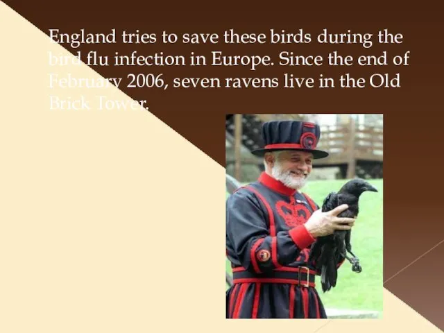 England tries to save these birds during the bird flu infection in